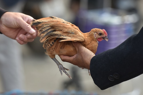 A villager buys chickens at a rural market in Linquan County, Fuyang City, Anhui Province, China, April 27, 2022. The NHC reported a human case of H3N8 avian influenza infection in Henan Province on April 26. (Credit: CFOTO/Future Publishing via Getty Images) A villager buys chickens at a rural market in Linquan County, Fuyang City, Anhui Province, China, April 27, 2022. The NHC reported a human case of H3N8 avian influenza infection in Henan Province on April 26. (Credit: CFOTO/Future Publishing via Getty Images)