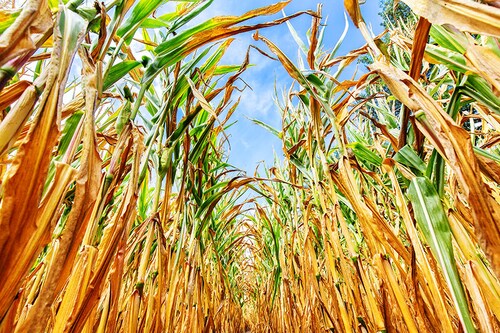 Global warming is seen as a key factor driving inflation.
Image: Shutterstock Global warming is seen as a key factor driving inflation.
Image: Shutterstock