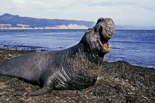 A large study using sensors on elephant seals has revealed a wealth of valuable new information about the "Blob."
Image: slowmotiongli / Getty Images