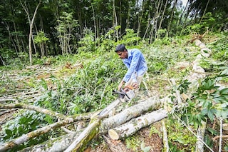 A lumberjack chops rubber trees felled in Nehinna village on June, 2022, to feed the rising demand for firewood as the cash-strapped island runs out of dollars to import gas for cooking stoves. Image: Ishara S. KODIKARA / AFP