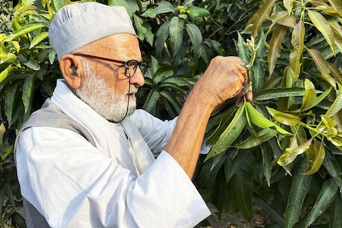 Kaleem Ullah Khan, locally known as the ‘Mango Man’, shows how he grafts different varieties of mangoes on a 100-year-old tree at his farm in Malihabad, northern Uttar Pradesh. Malihabad has more than 30,000 hectares of orchards and accounts for nearly 25 percent of the national crop. Image: Maryke Vermaak / AFP Kaleem Ullah Khan, locally known as the ‘Mango Man’, shows how he grafts different varieties of mangoes on a 100-year-old tree at his farm in Malihabad, northern Uttar Pradesh. Malihabad has more than 30,000 hectares of orchards and accounts for nearly 25 percent of the national crop. Image: Maryke Vermaak / AFP