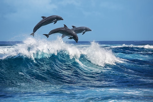 The dolphin revival around metropolitan New York — which has the nation’s most developed coastline — stands in sharp contrast to grim periods of disease and soaring death rates that have periodically plagued East Coast waters(representational image)
Image: shutterstock