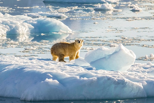 A photo provided by Thomas W. Johansen/NASA shows a polar bear atop a chunk of floating glacial ice in a fjord in Southeastern Greenland in 2016. The overall threat to the animals from climate change remains, but a new finding suggests that small numbers might survive for longer as the Arctic warms. (Thomas W. Johansen/NASA via The New York Times) A photo provided by Thomas W. Johansen/NASA shows a polar bear atop a chunk of floating glacial ice in a fjord in Southeastern Greenland in 2016. The overall threat to the animals from climate change remains, but a new finding suggests that small numbers might survive for longer as the Arctic warms. (Thomas W. Johansen/NASA via The New York Times)
