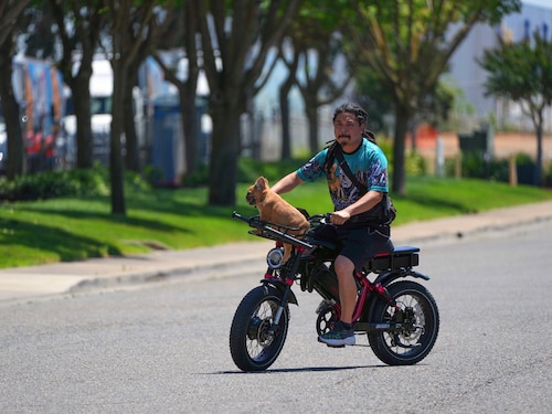 Chris Del Rosario, a partner in a French bulldog breeding business with his brother, Jaymar Del Rosario, rides with a night stick and gun in case anyone dares to steal his dog Cashew, in Elk Grove, Calif., on May 18, 2022. The popular breed has become one of the most expensive in the United States, and some owners have started carrying guns for protection. (Jim Wilson/The New York Times) Chris Del Rosario, a partner in a French bulldog breeding business with his brother, Jaymar Del Rosario, rides with a night stick and gun in case anyone dares to steal his dog Cashew, in Elk Grove, Calif., on May 18, 2022. The popular breed has become one of the most expensive in the United States, and some owners have started carrying guns for protection. (Jim Wilson/The New York Times)