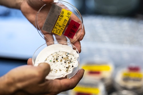 This photo taken on October 14, 2021 shows microplastics in sediment samples collected by a "Smith-McIntyre" grab machine in the sea, at Japanese marine-station network Jambio"s laboratory in Shimoda, Shizuoka prefecture. Image: Charly TRIBALLEAU / AFP This photo taken on October 14, 2021 shows microplastics in sediment samples collected by a "Smith-McIntyre" grab machine in the sea, at Japanese marine-station network Jambio"s laboratory in Shimoda, Shizuoka prefecture. Image: Charly TRIBALLEAU / AFP