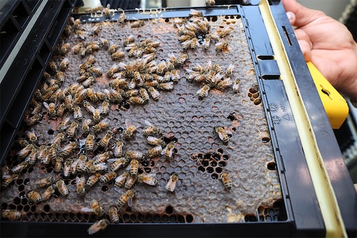 A beekeeper displays a swarm of bees in a new hive, part of the high-tech Beehome project, in Israel"s Kibbutz Bet Haemek in the northern Galilee, on May 14, 2022. (Credits: JACK GUEZ/ AFP)
