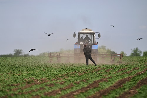 A man drives a tractor on a sunflowers field at a farm in southern Ukraine’s Odessa region on May 22, 2022, on the 88th day of the Russian invasion of Ukraine.​ (Credits: Genya SAVILOV / AFP) A man drives a tractor on a sunflowers field at a farm in southern Ukraine’s Odessa region on May 22, 2022, on the 88th day of the Russian invasion of Ukraine.​ (Credits: Genya SAVILOV / AFP)
