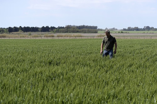 A file photo of Argentine farmer walking in a wheat field at a farm near Ramallo, some 245 km north-west of Buenos Aires. (Credits: JUAN MABROMATA / AFPâ€‹)