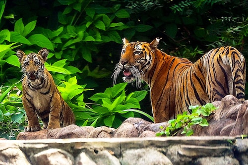 Three-quarters of the world"s wild tigers live in India, but the destruction of their natural habitat have seen their numbers plummet.
Image: Sujit Jaiswal/ AFP Three-quarters of the world"s wild tigers live in India, but the destruction of their natural habitat have seen their numbers plummet.
Image: Sujit Jaiswal/ AFP
