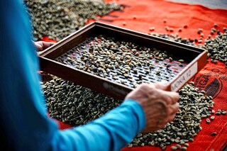 Domestically, jacu coffee can sell for 1,118 reais per kilogram (or around $100 a pound) —a price that can rise significantly upon export. Image: CARL DE SOUZA / AFP
