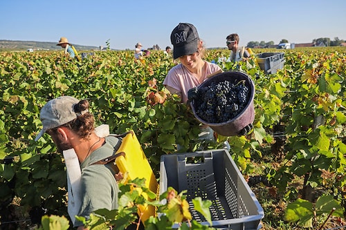 Harvesters collect grapes during the harvest at the Ch‚teau de La Tour, within the Clos Vougeot vineyard in Vougeot, in the Burgundy wine region, on September 11, 2023.
Image: Arnaud Finistre / AFP Harvesters collect grapes during the harvest at the Ch‚teau de La Tour, within the Clos Vougeot vineyard in Vougeot, in the Burgundy wine region, on September 11, 2023.
Image: Arnaud Finistre / AFP