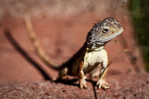 A grassland earless dragon lizard at the Tidbinbilla Nature Reserve located on the outskirts of the Australian capital city of Canberra
Image: David Gray / AFPÂ©