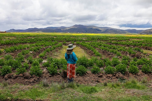 A peasant from the Caritamaya community stands at the edge of a Waru Waru, an ancient agricultural technique, at a field in the Acora district in Puno, Peru. Image: Juan Carlos Cisneros / AFP© A peasant from the Caritamaya community stands at the edge of a Waru Waru, an ancient agricultural technique, at a field in the Acora district in Puno, Peru. Image: Juan Carlos Cisneros / AFP©
