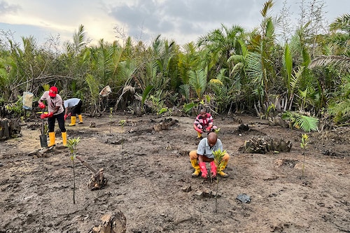 This photograph shows a view of mangrove and nipa palm tree forest along a river in Kono village on June 11, 2024.
Image: Kadiatou Sakho / AFPÂ©