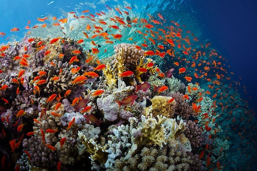 With the future of the world"s biodiversity-rich coral reefs threatened by climate change, some experts are looking for rehabilitation strategies to go alongside broader efforts to slash planet-heating pollution.
Image: Shutterstock