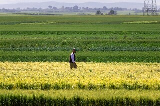 Cultivated areas across Morocco are expected to shrink to 2.5 million hectares in 2024 compared with 3.7 million last year, with cereal yields more than halving to 25 million quintals (2.5 million tonnes) over the same period. Image credit: Photography FADEL SENNA / AFP©