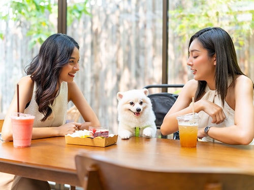 The pet cafÃ© market is booming in China. 
Image: Shutterstock