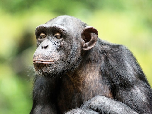 Great apes in Spai stand to benefit from a pioneering bill that would strengthen laws safeguarding their well-being. 
Image: Shutterstock