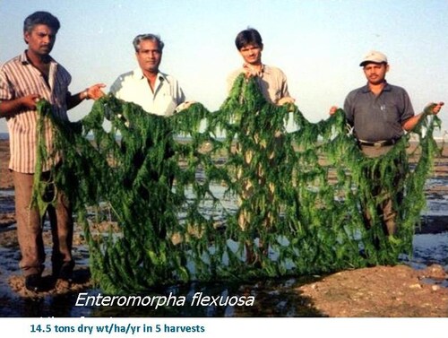 seaweed-Enteromorpha-people-1