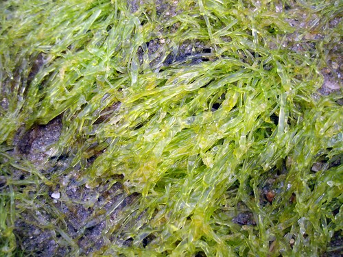 Enteromorpha