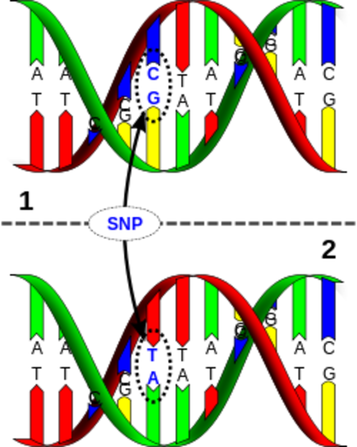 Dna-SNP