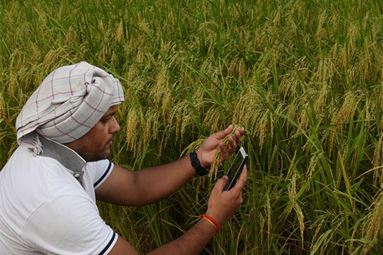 Indian Farmer checking growth of rice paddy farm and making call with smart phone, concept for technology help available to farmers in today's world ( Photo: Shutterstock)

