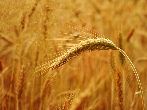 Photo: Shutterstock