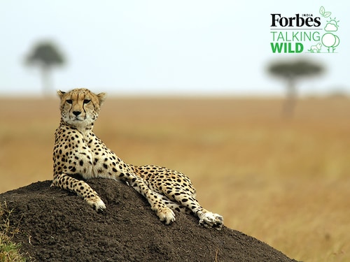 Forbes India Image