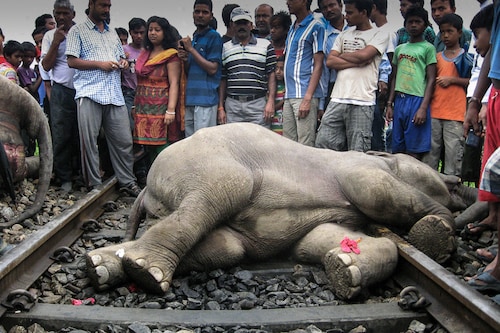 Indian villagers gather near the carcasss of an elephant after it was hit by a train near the forests of Marghat in West Bengal state, some 620 kilometres (385 miles) north of the state capital Kolkata, on May 30, 2013. A speeding passenger train Thursday killed four elephants in eastern India after the driver failed to see them in time, a state government minister said. AFP PHOTO/STR (Photo by - / AFP)