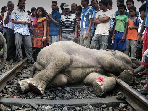 Indian villagers gather near the carcasss of an elephant after it was hit by a train near the forests of Marghat in West Bengal state, some 620 kilometres (385 miles) north of the state capital Kolkata, on May 30, 2013. A speeding passenger train Thursday killed four elephants in eastern India after the driver failed to see them in time, a state government minister said. AFP PHOTO/STR (Photo by - / AFP)