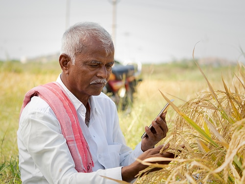 Farmer busy checking the crop yield and pests by using mobile Phone - Concept of Farmer using Smartphone technology and internet in agriculture farmland