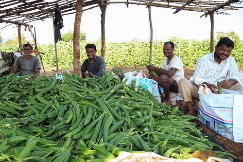 Divil community farmers with their produce