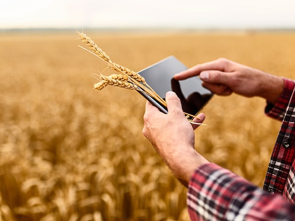 Smart farming using modern technologies in agriculture. Man agronomist farmer with digital tablet computer in wheat field using apps and internet, selective focus