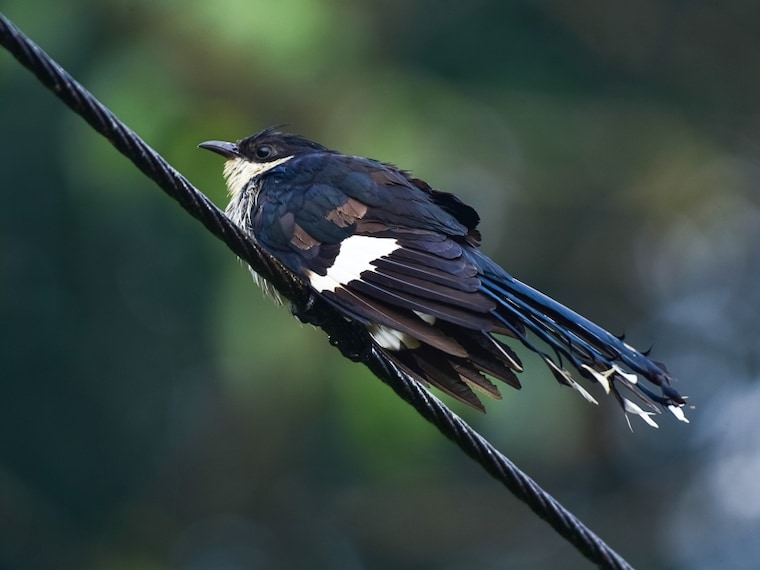 The Jacobin cuckoo, pied cuckoo or the pied crested cuckoo, is a member of the cuckoo order of birds that is found in Africa and Asia. It is partially migratory and in India
