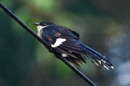 Image: Soman P K/ Shutterstock