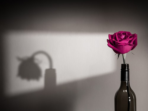 Lonely and Sadness Feeling. Mental Health Disorder in Relationship Concept. Pink Languish Rose Flower Shading Shadow on the Wall. Symbol of  Love and Valentines Day