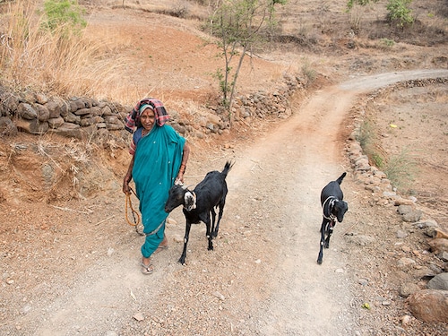 File photo: A woman walks with her goats in Beed one of the worst drought affected district in Maharashtra. Image: Shutterstock
