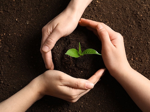 People protecting young seedling on soil, top view