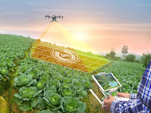 Panorama agriculture drone fly to sprayed fertilizer on Cabbage field. smart farmer use drone for various fields like research analysis, terrain scanning technology, smart technology concept.