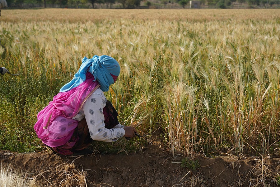  Regenerative agriculture builds and improves soil fertility, while sequestering and storing atmospheric CO2, increasing farm diversity and improving water and energy management. Image: Shutterstock 