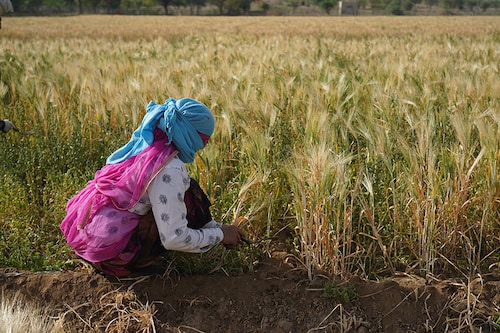  Regenerative agriculture builds and improves soil fertility, while sequestering and storing atmospheric CO2, increasing farm diversity and improving water and energy management. Image: Shutterstock 