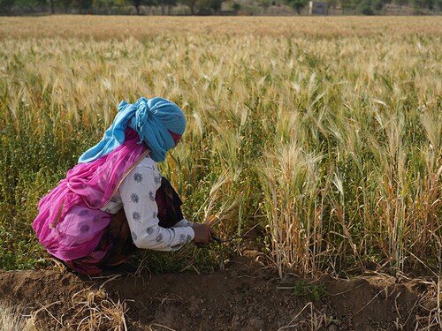 Regenerative agriculture builds and improves soil fertility, while sequestering and storing atmospheric CO2, increasing farm diversity and improving water and energy management. Image: Shutterstock 