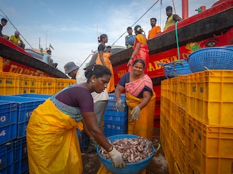 Women unload baskets of fish from a trawler on September 06, 2025, in Mangaluru, Karnataka, India. US President Donald Trump’s new tariffs on India threaten to shrink the country’s maritime export market sharply, squeezing exporters and coastal livelihoods dependent on America as their biggest buyer. India exported nearly $8 billion worth of seafood in 2024.