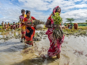 (File)  Women are carrying mangrove saplings from a nursery which will be planted in South 24pgs, WEST BENGAL, under The MGNREGA scheme (Mahatma Gandhi National Rural Employment Guarantee Act) to protect the regions from future cyclones and floods. Photo by Avijit Ghosh/SOPA Images/LightRocket via Getty Images