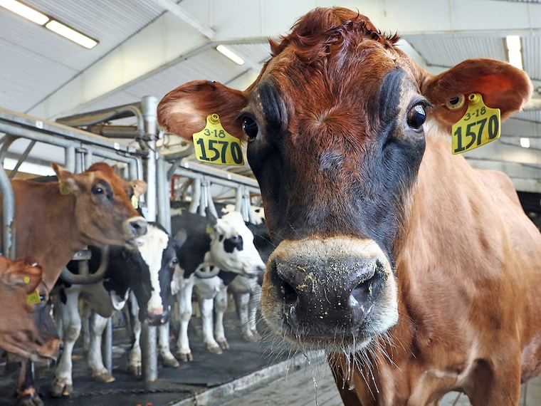 Allowing US dairy products into the country could introduce cheaper products, potentially driving down domestic prices and undermining the economic stability of India’s dairy farmers. Photo by Michael M. Santiago / GETTY IMAGES NORTH AMERICA / Getty Images via AFP

