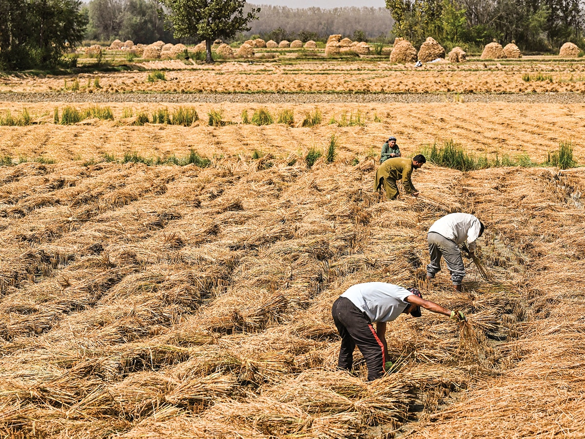 Can rural India weather a weak monsoon?