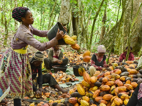 With crops like cocoa or coffee, flexible premiums -premiums that rise when market prices fall - can help cushion farmers from fluctuating global prices
Photo by Saabi/Anadolu Agency via Getty Images