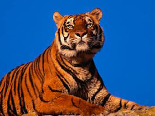 Forbes India Image