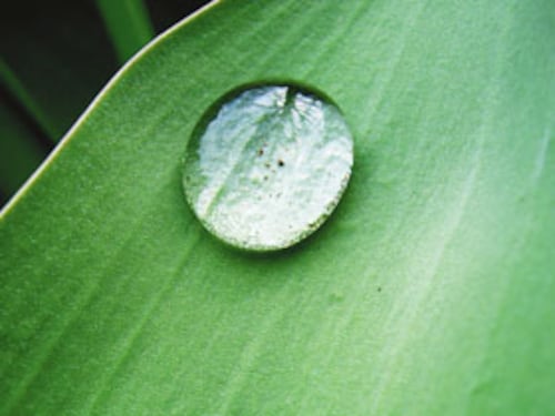 Forbes India Forbes India Image