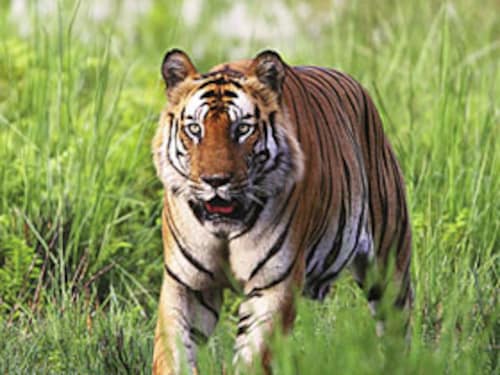 Forbes India Forbes India Image